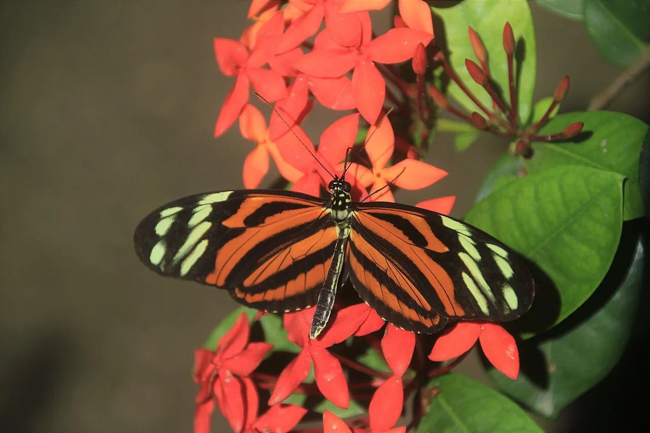 Aruba Butterfly Farm and Donkey Sanctuary: A Practical Visitor Guide