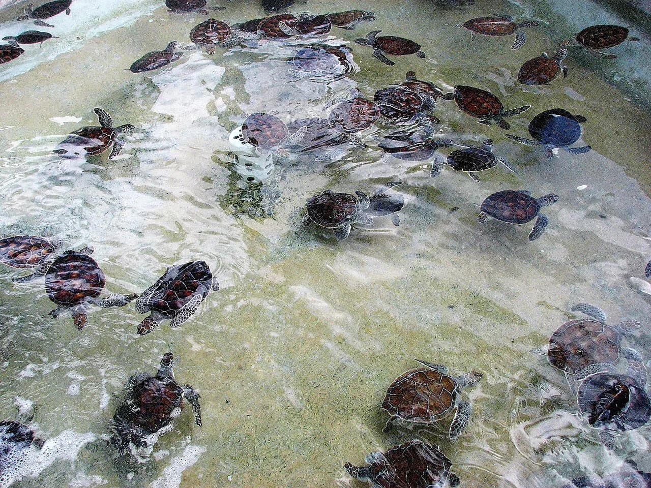 Cayman Turtle Centre With Kids: A Parent's Guide to Tickets & Tips