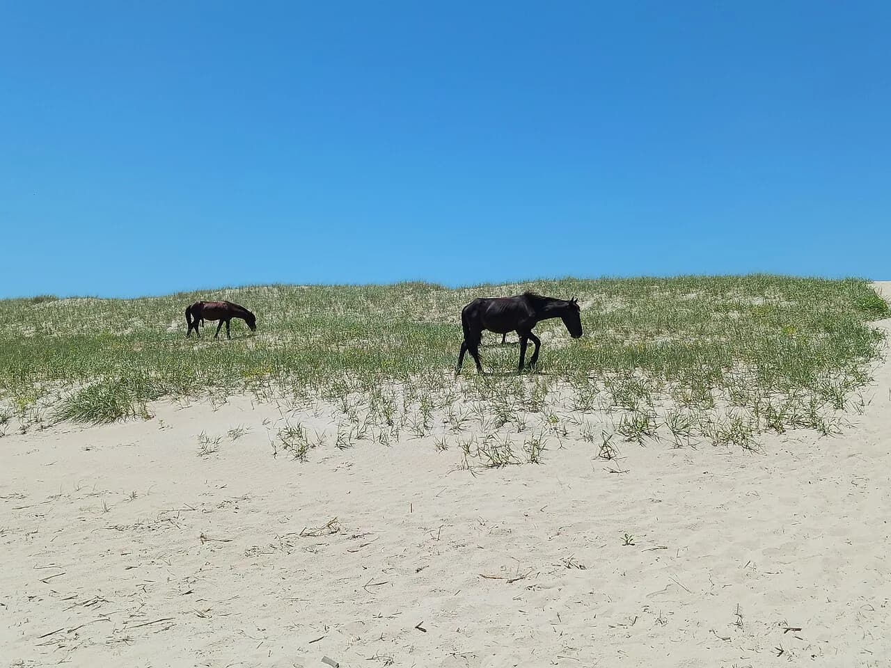 Corolla Wild Horses with Kids: Tours, Self-Drive Tips & Family Guide