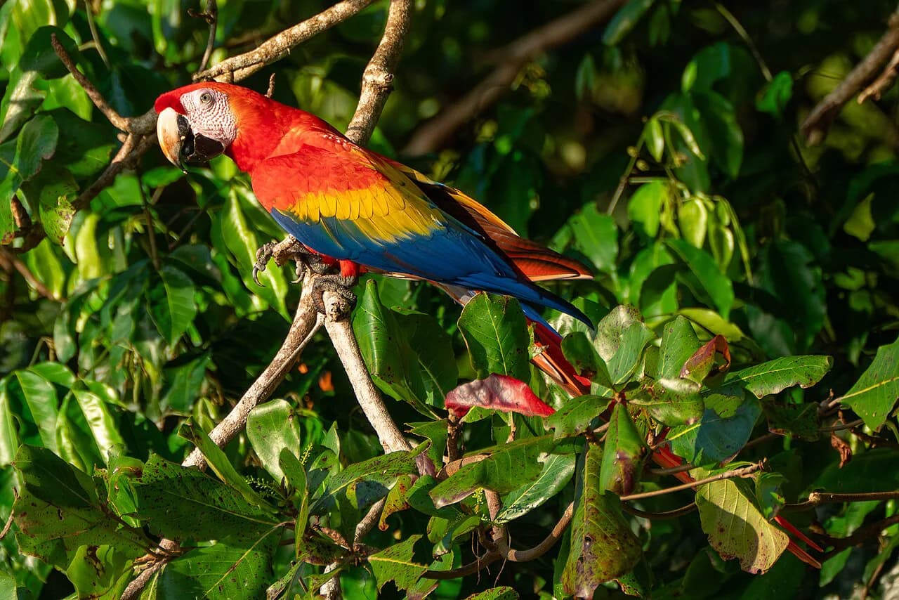 Costa Rica Wildlife With Kids: Best Spots & Ethical Tips (2026)