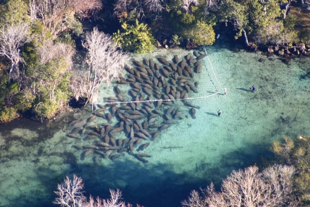 Crystal River Manatees with Kids: Best Tours, Tips & Age Guide