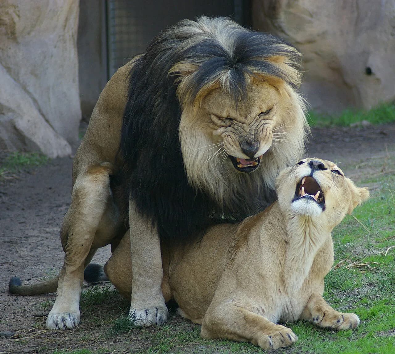 Denver Zoo with Kids: 2026 Tickets, Timing, and Membership Guide