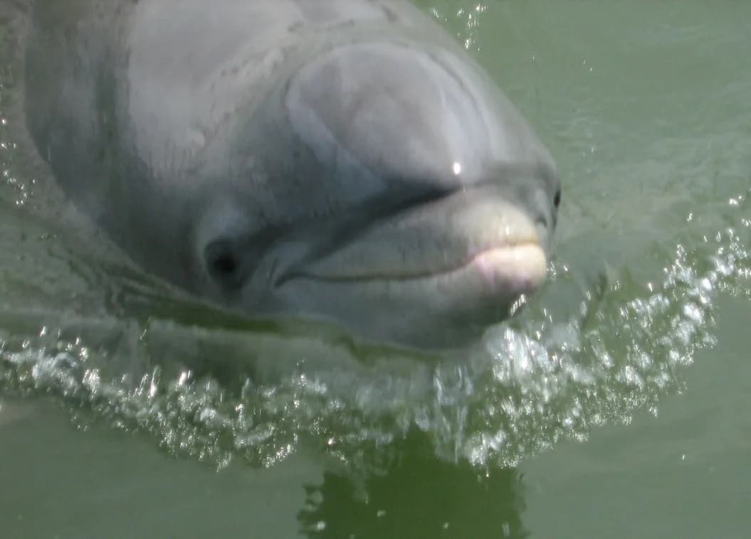 Dolphin Tours Hilton Head with Kids: 2026 Family Planning Guide