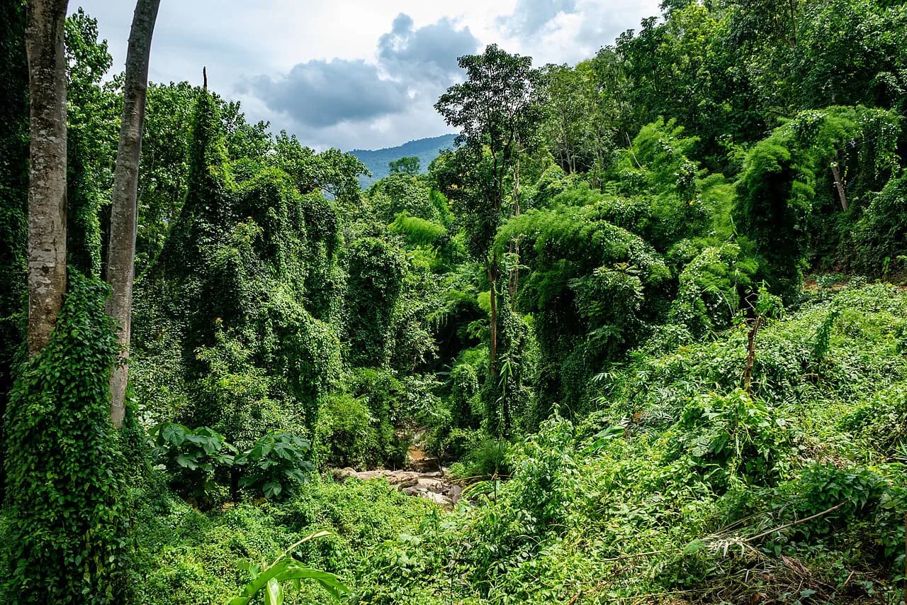 Ethical Elephant Sanctuary in Thailand with Kids: A 2026 Family Guide