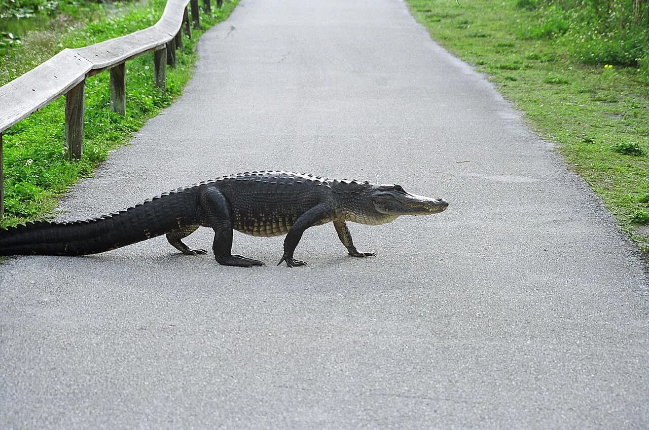 Everglades With Kids: A Complete Family Guide to Tours and Trails