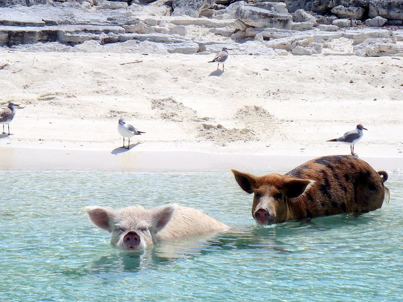 Exuma Swimming Pigs with Kids: A Parent's Guide to Pig Beach