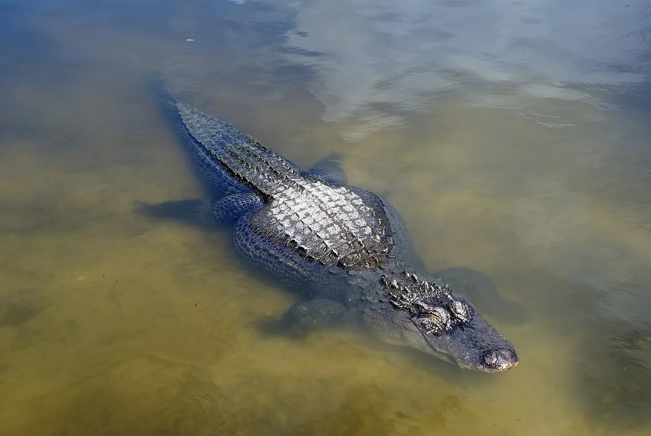 Gatorland Orlando with Kids: A Parent's Guide to Logistics and Fun