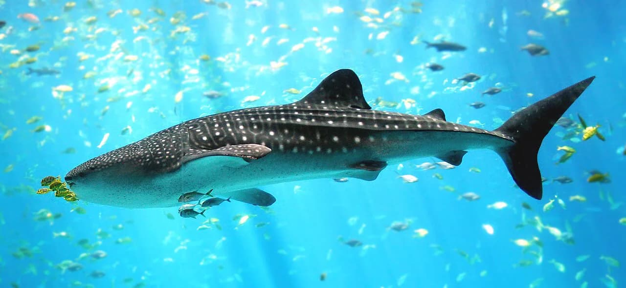 Georgia Aquarium with Kids: 2026 Parent's Guide & Survival Tips