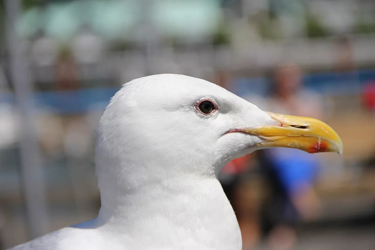 Granville Island with Kids: A 2026 Family Guide