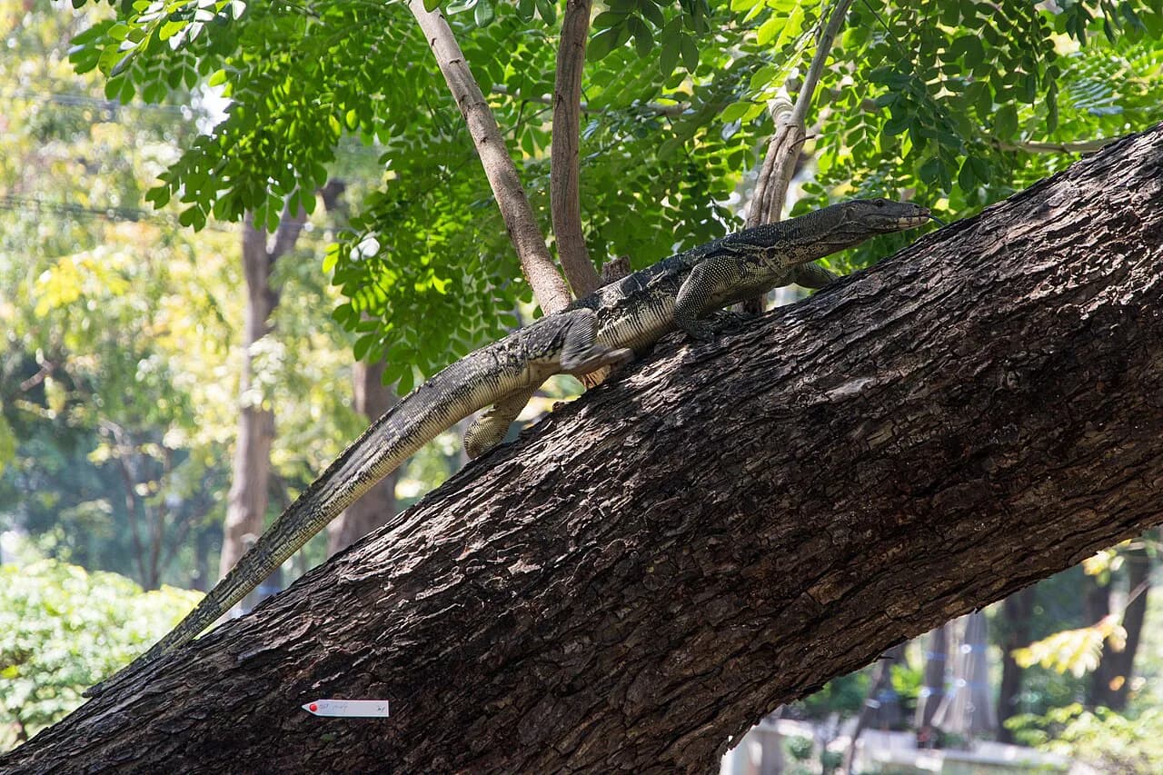 Lumphini Park Bangkok With Kids: Monitor Lizards, Playgrounds & Swan Boats (2026)
