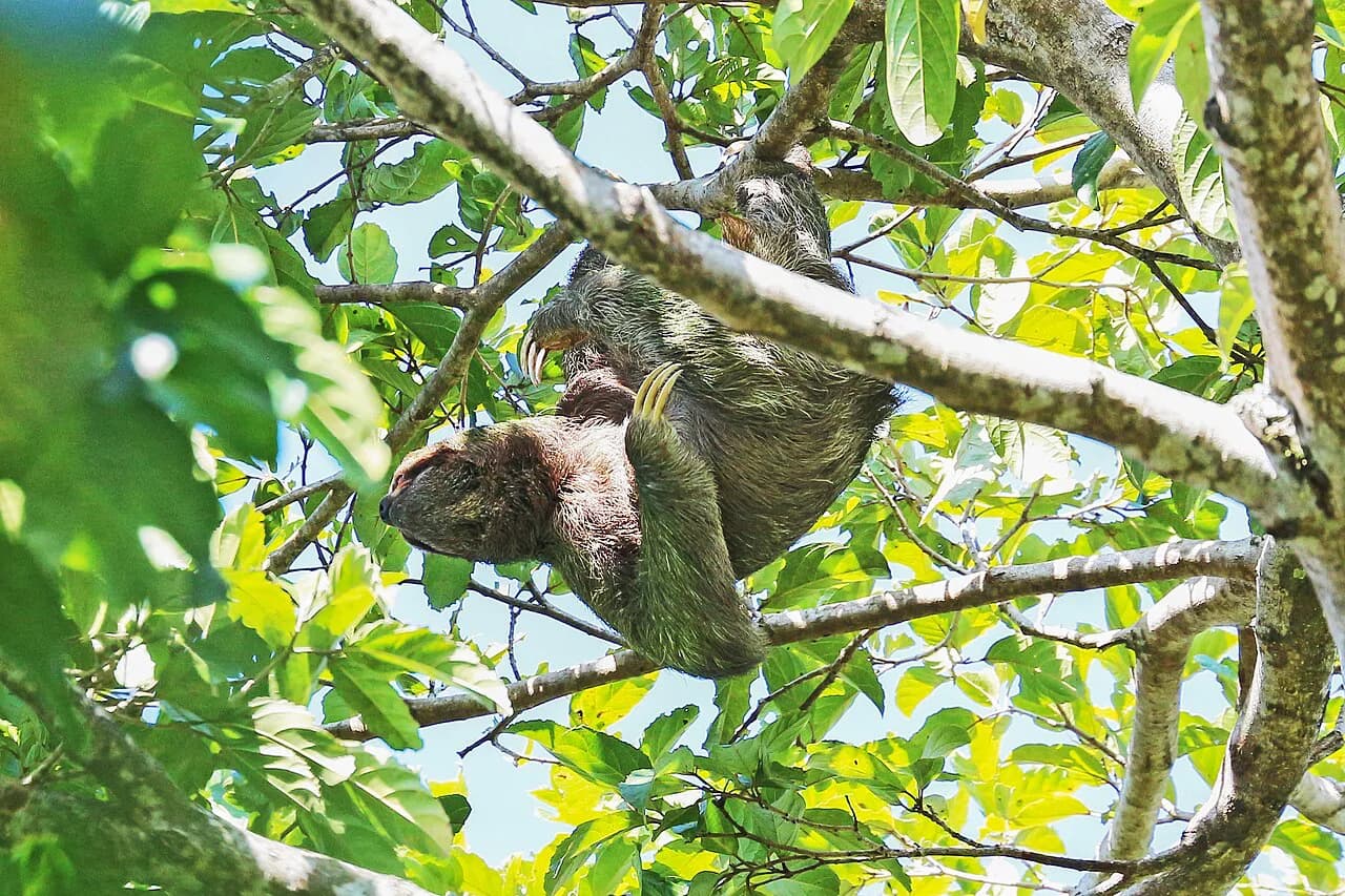 Manuel Antonio with Kids: A Stress-Free Family Guide (2026)