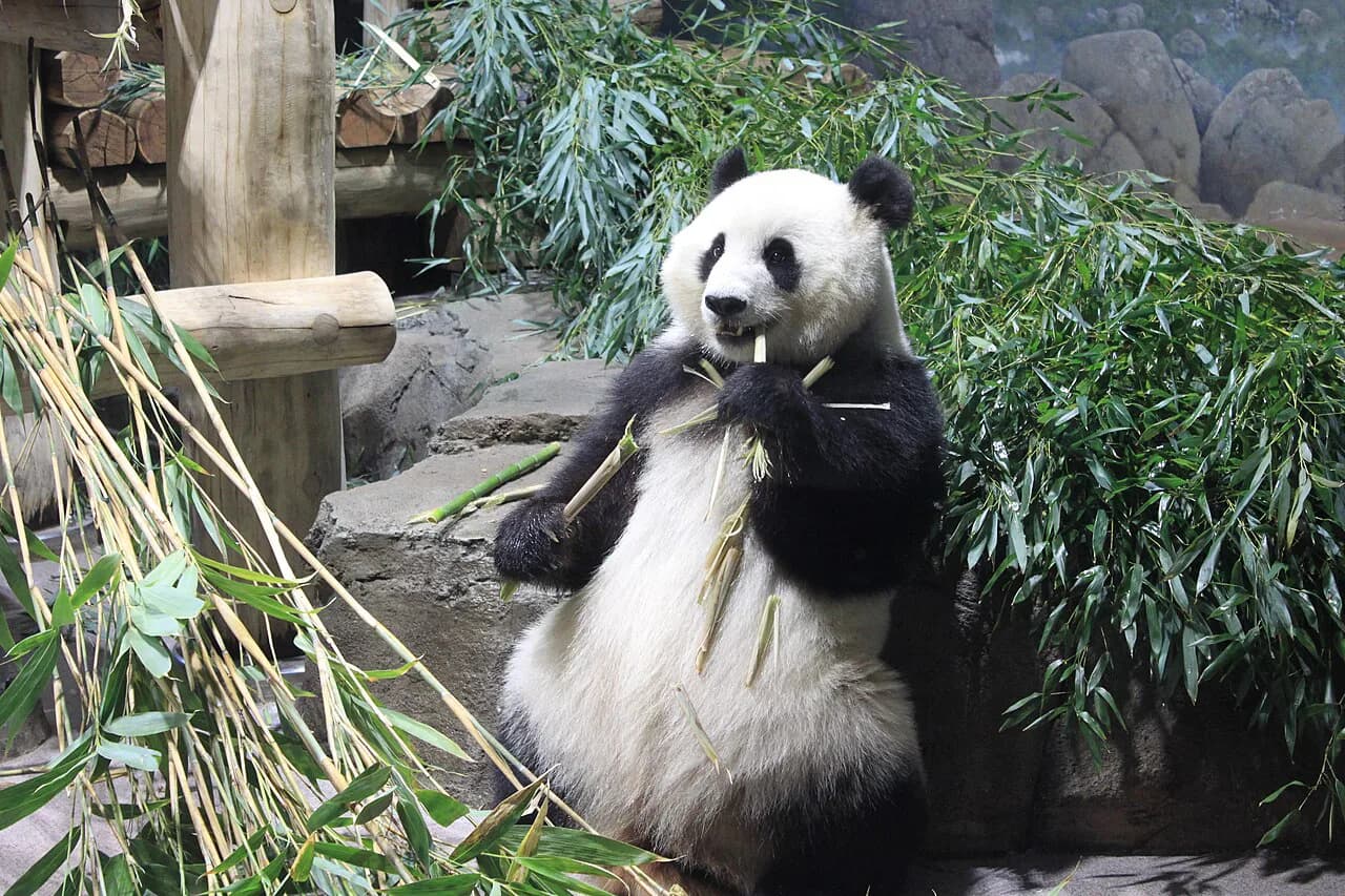National Zoo Washington DC with Kids: 2026 Guide & Pro Tips
