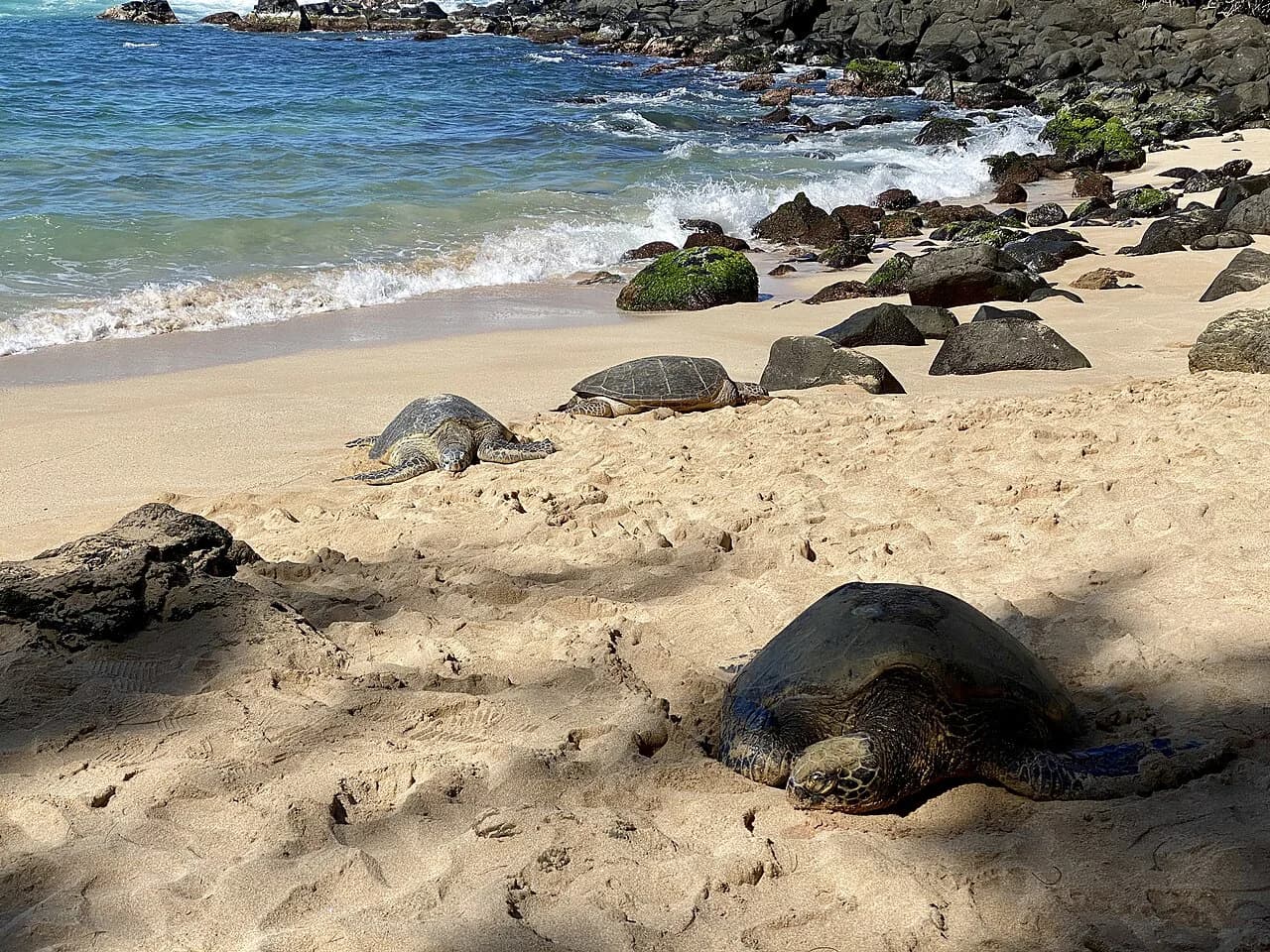 North Shore Oahu with Kids: Best Beaches, Food, and Family Day Trip Tips (2026)