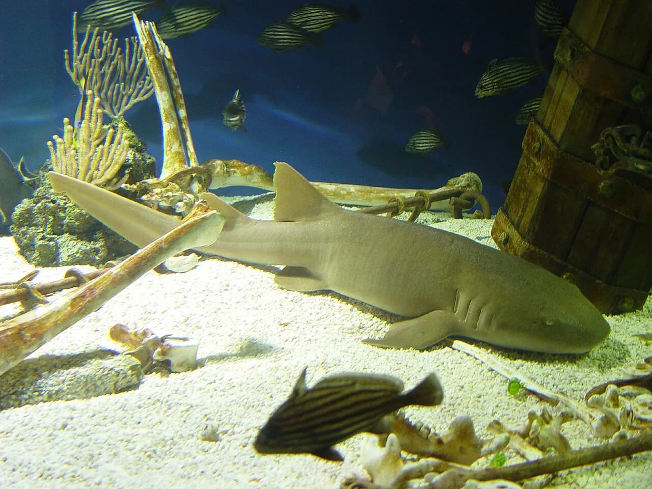 Ripley's Aquarium Myrtle Beach: The Complete Visitor's Guide