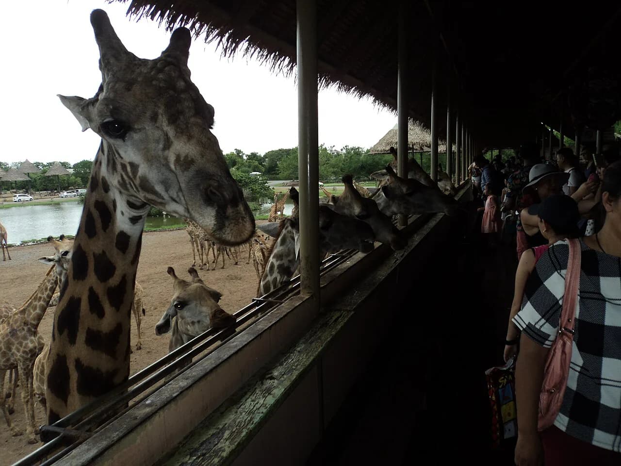 Safari World Bangkok With Kids: 2026 Guide to Shows & Logistics