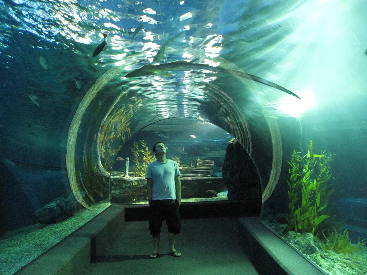 SEA LIFE Bangkok Ocean World with Kids: A Parent's Survival & Ticket Guide
