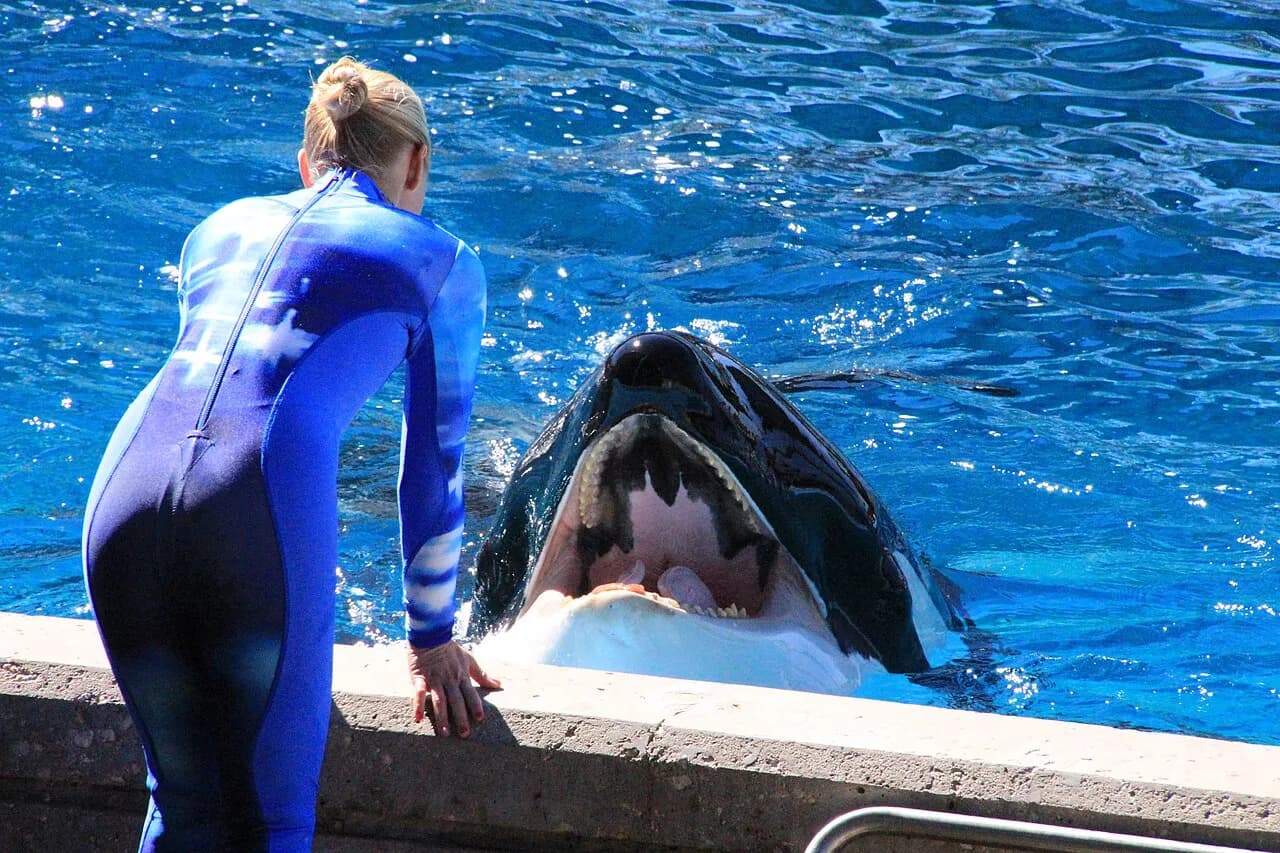 SeaWorld San Antonio With Kids: A Parent's Guide (2026)