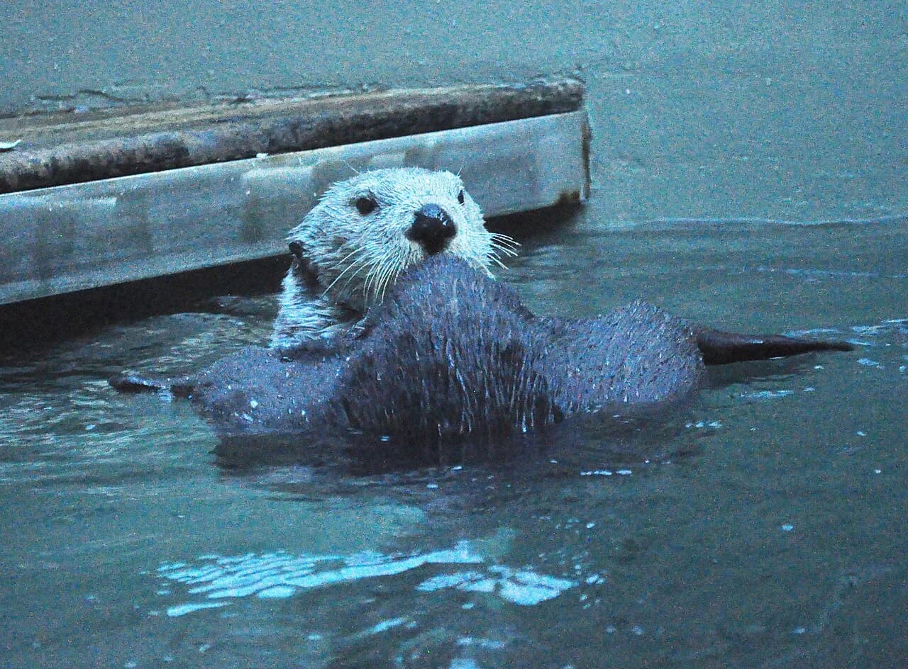 Seattle Aquarium With Kids: The 2026 Family Guide