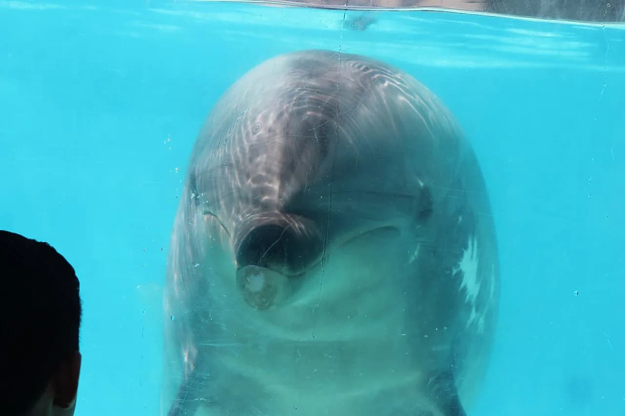 SeaWorld San Diego with Kids: 2026 Guide to Rides, Shows and Logistics