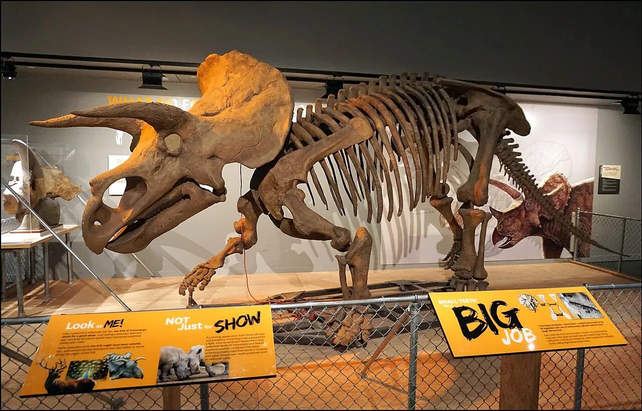 Best Smithsonian Museums With Kids: A Parent's Guide to DC