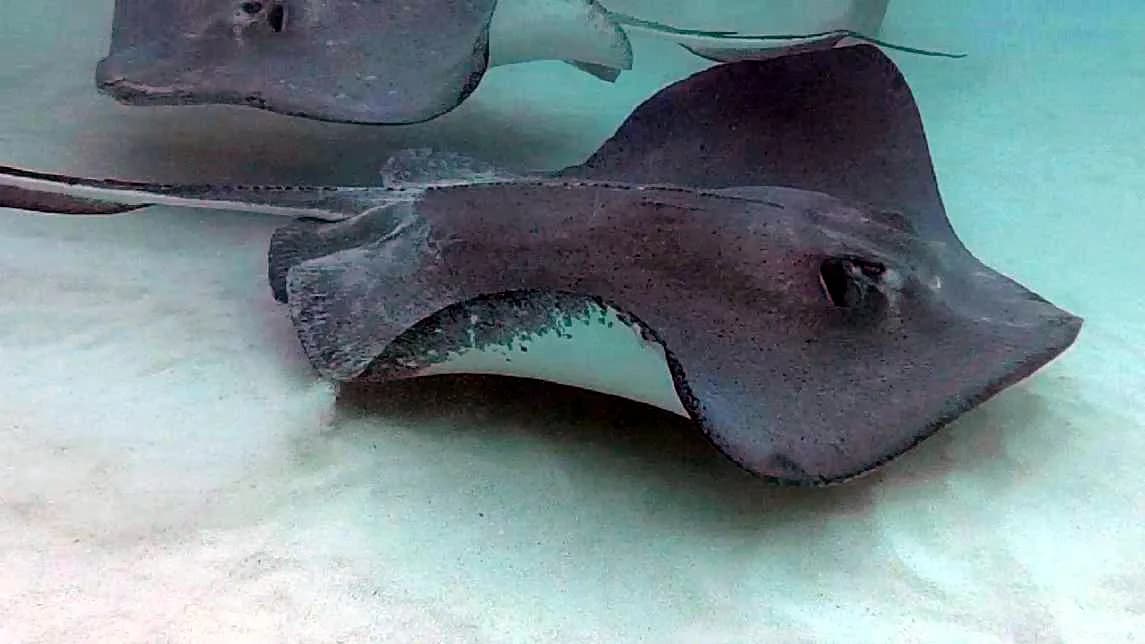 Stingray City Grand Cayman with Kids: Safety, Tips & Best Tours