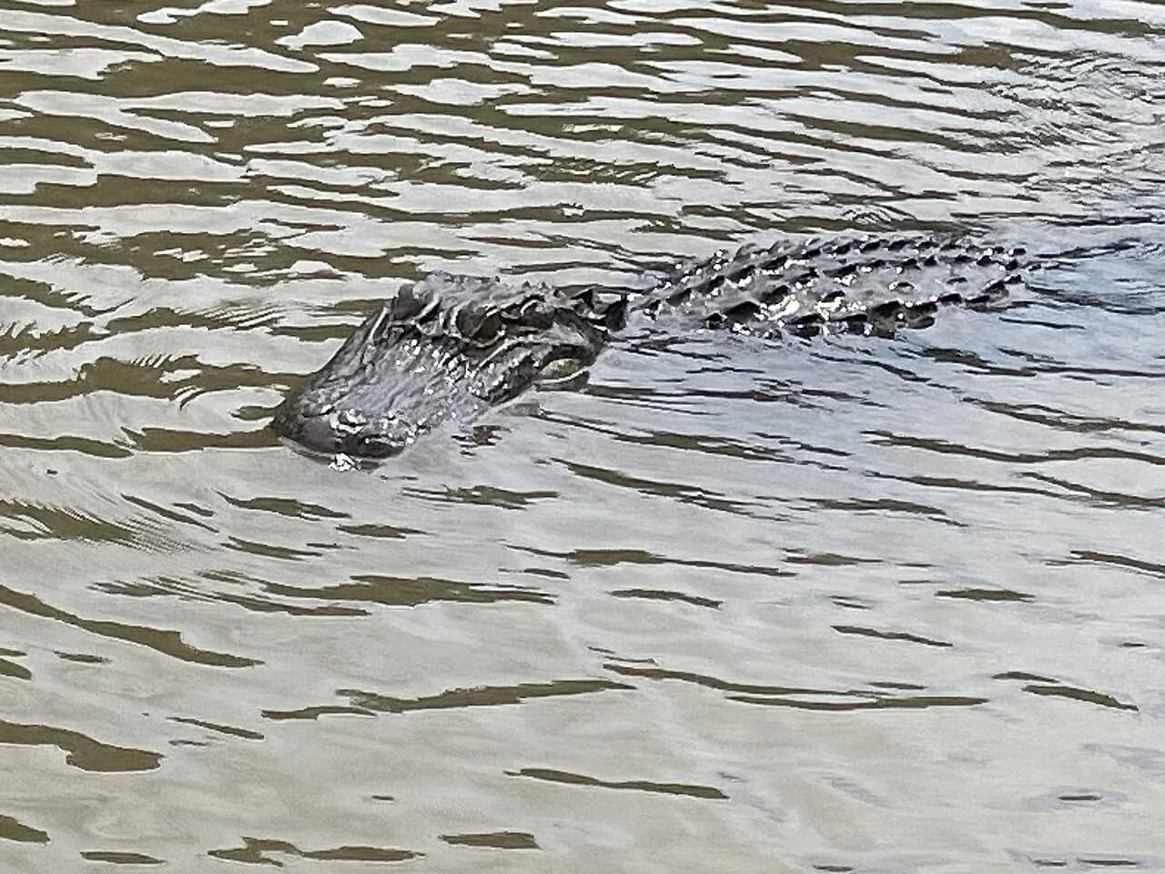Swamp Tour New Orleans With Kids: Boats, Safety & Getting There (2026)