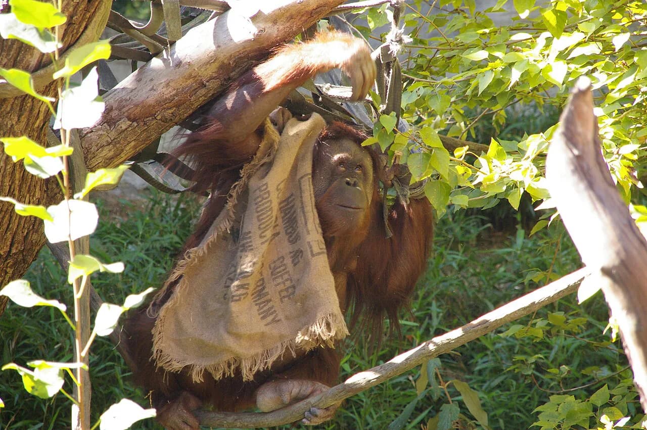 Woodland Park Zoo With Kids: Complete 2026 Family Guide