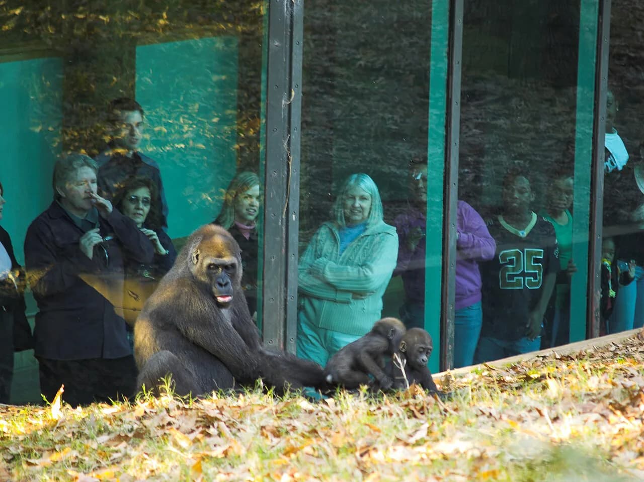 Zoo Atlanta with Kids: 2026 Family Guide & Pro Tips
