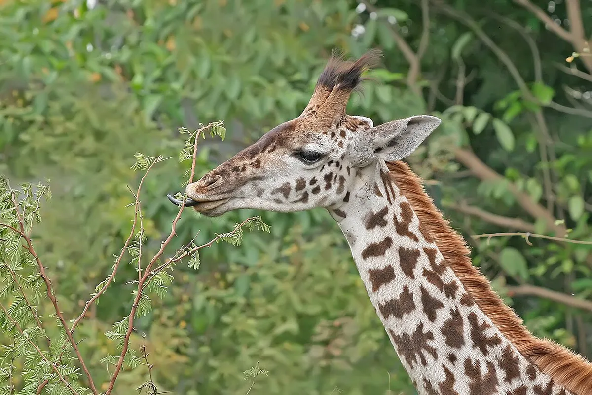 Giraffe feeding at the Alabama Gulf Coast Zoo in Gulf Shores — 1