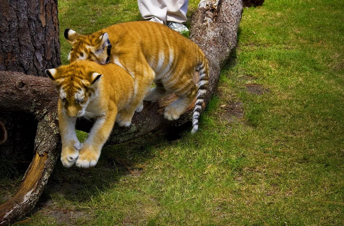 Tiger Cubs (4761599494) — 2