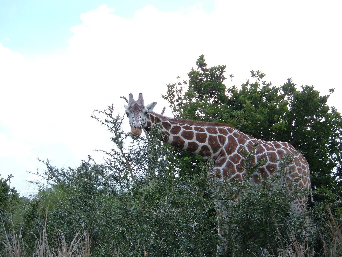 Giraffe Kilimanjaro Safaris — 1