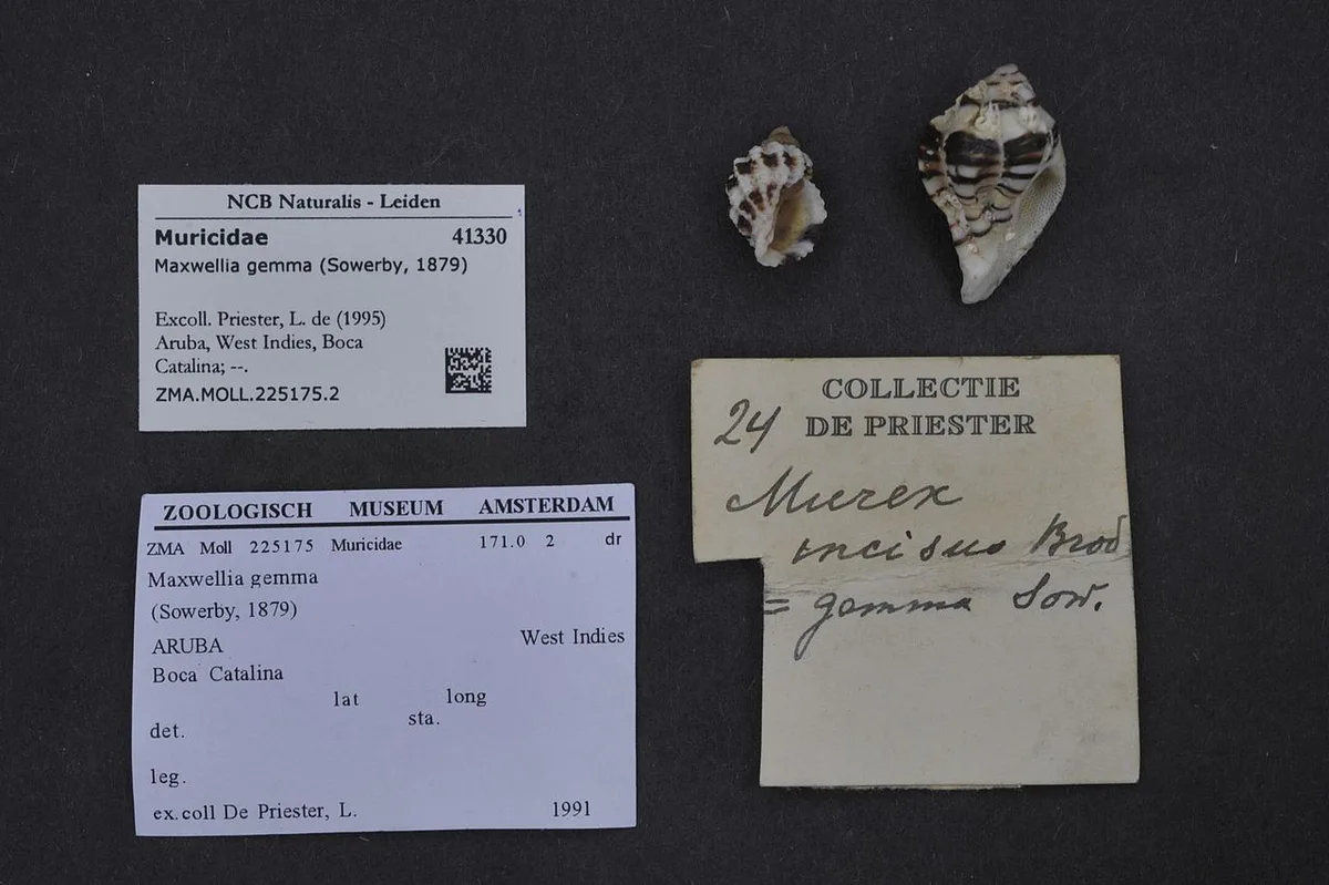 Naturalis Biodiversity Center - ZMA.MOLL.225175.2 - Maxwellia gemma (Sowerby 1879) - Muricidae - Mollusc shell — 2