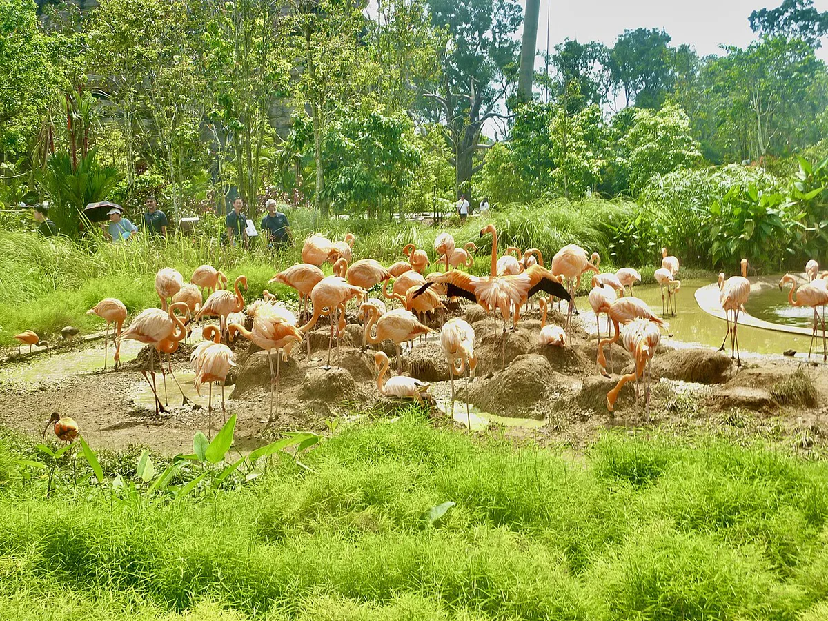 A flamboyance of flamingos — 2