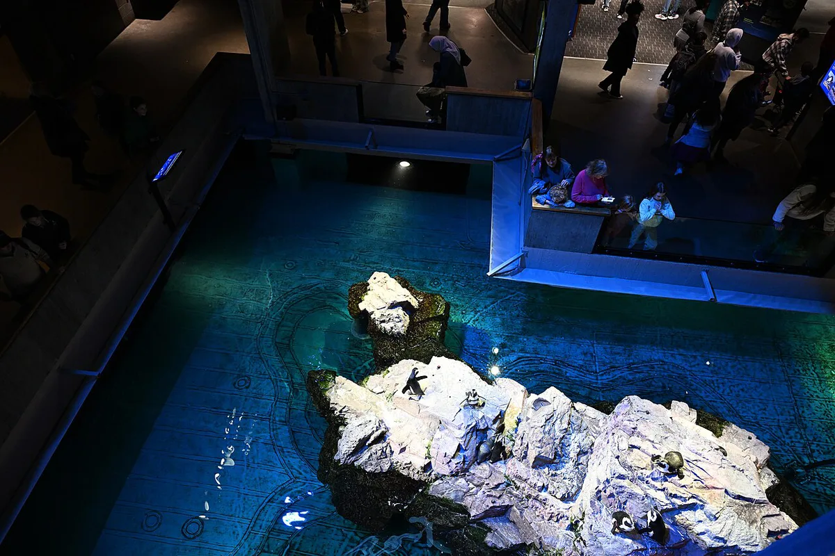 Penguins Exhibit at New England Aquarium from above Oct 2024 — 2