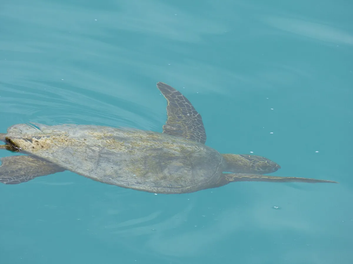 Green sea turtle swimming in a clear lagoon at the Cayman Turtle Centre — 1