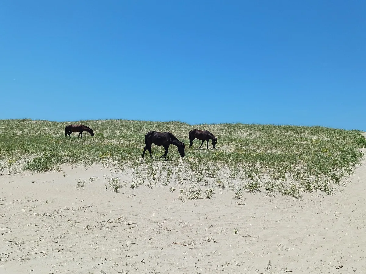 Wild horses walking along the beach near Corolla on the Outer Banks — 1