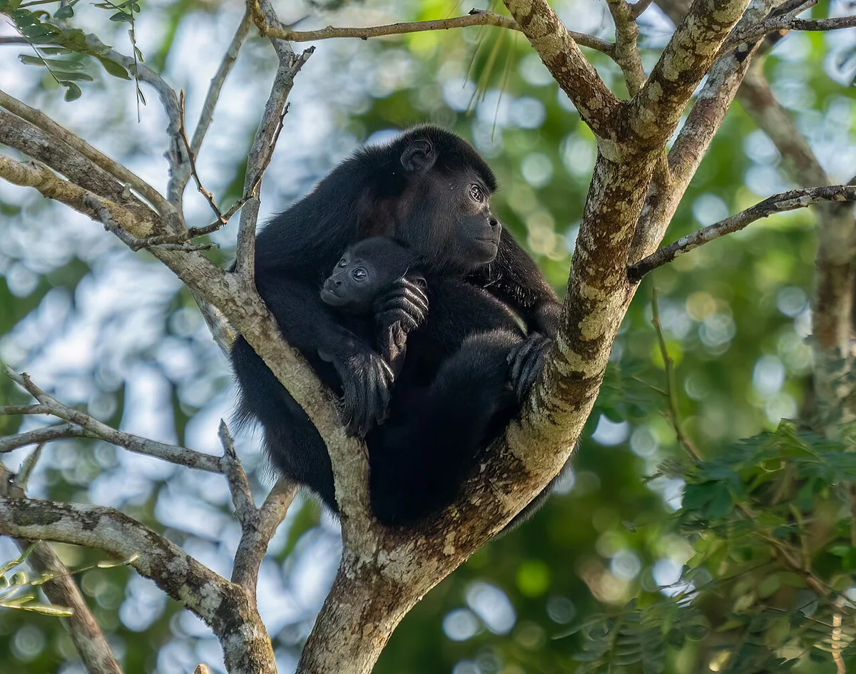 Mantled howler monkey and baby (81347)2 — 1