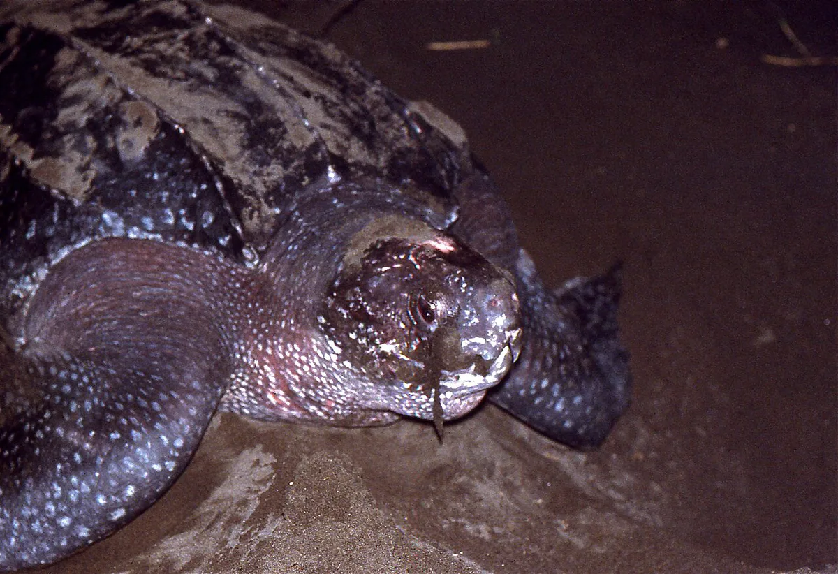 Leatherback Sea Turtle (Dermochelys coriacea) (24622605130) — 2