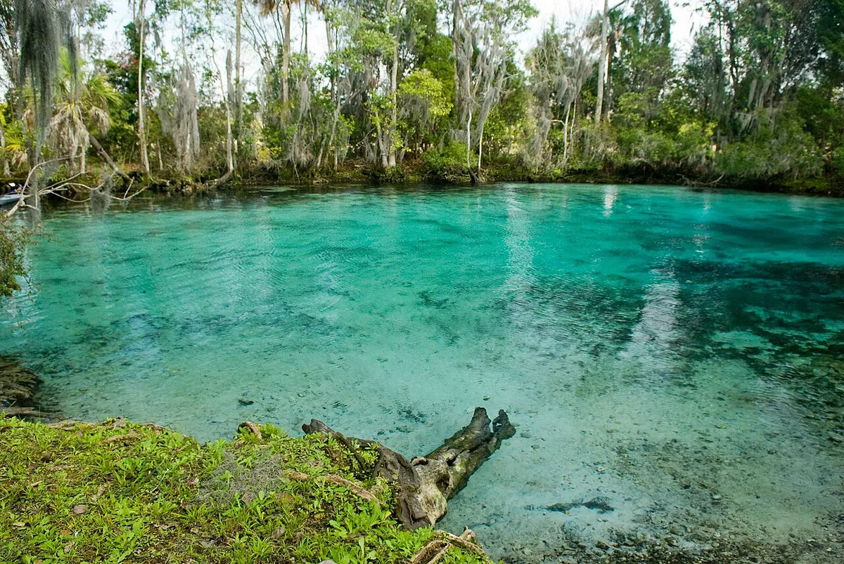 Manatee swimming in the clear spring water of Crystal River Florida — 1