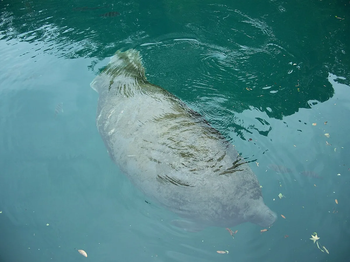 Manatee swimming in the clear spring water of Crystal River Florida — 2