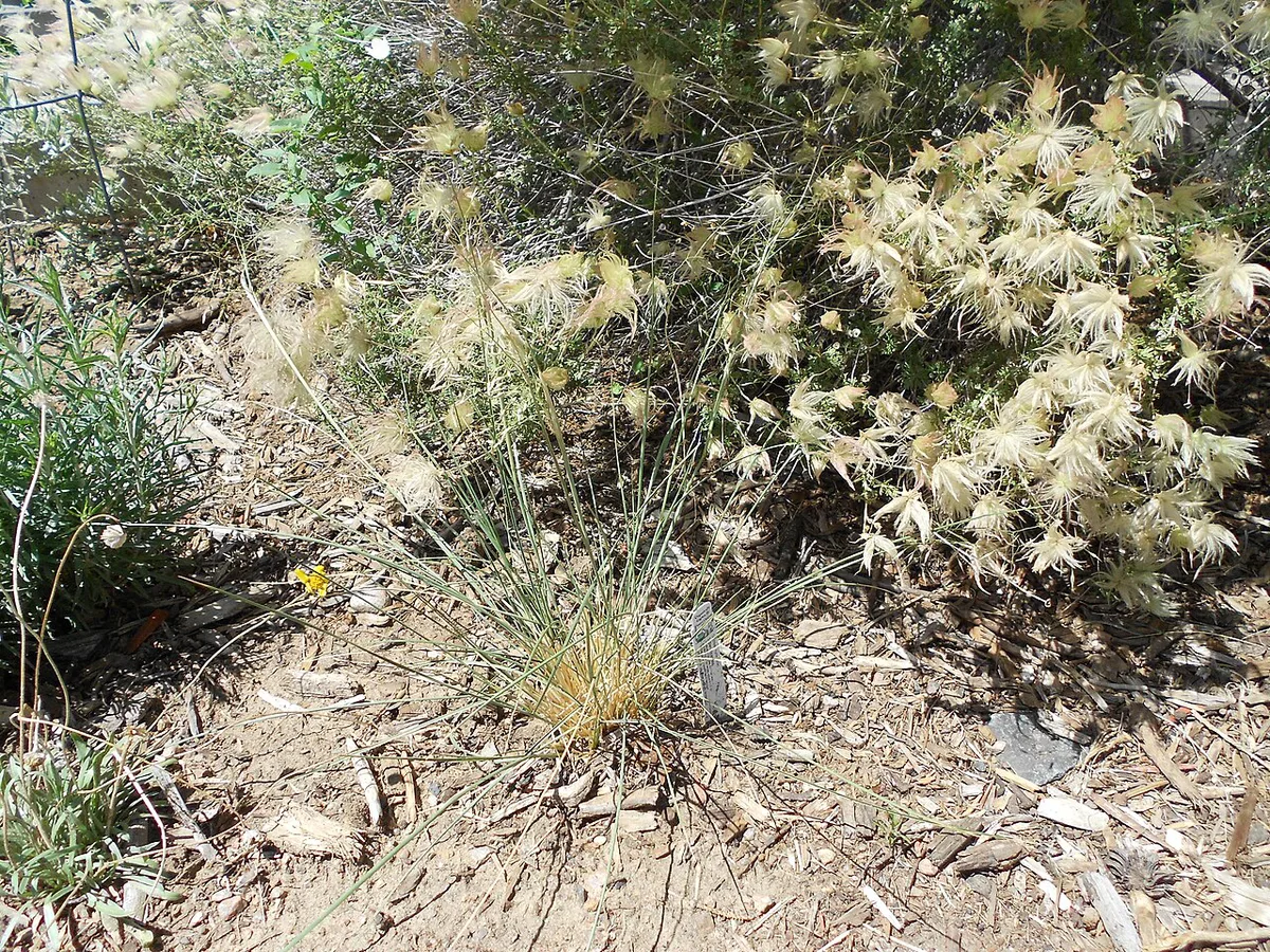 20180620 GGIGardens MordecaiChildrens DSCN0166 — 1