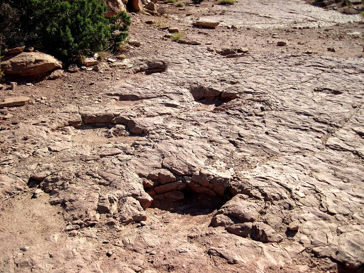 Dinosaur footprints preserved in tilted sandstone at Dinosaur Ridge — 1