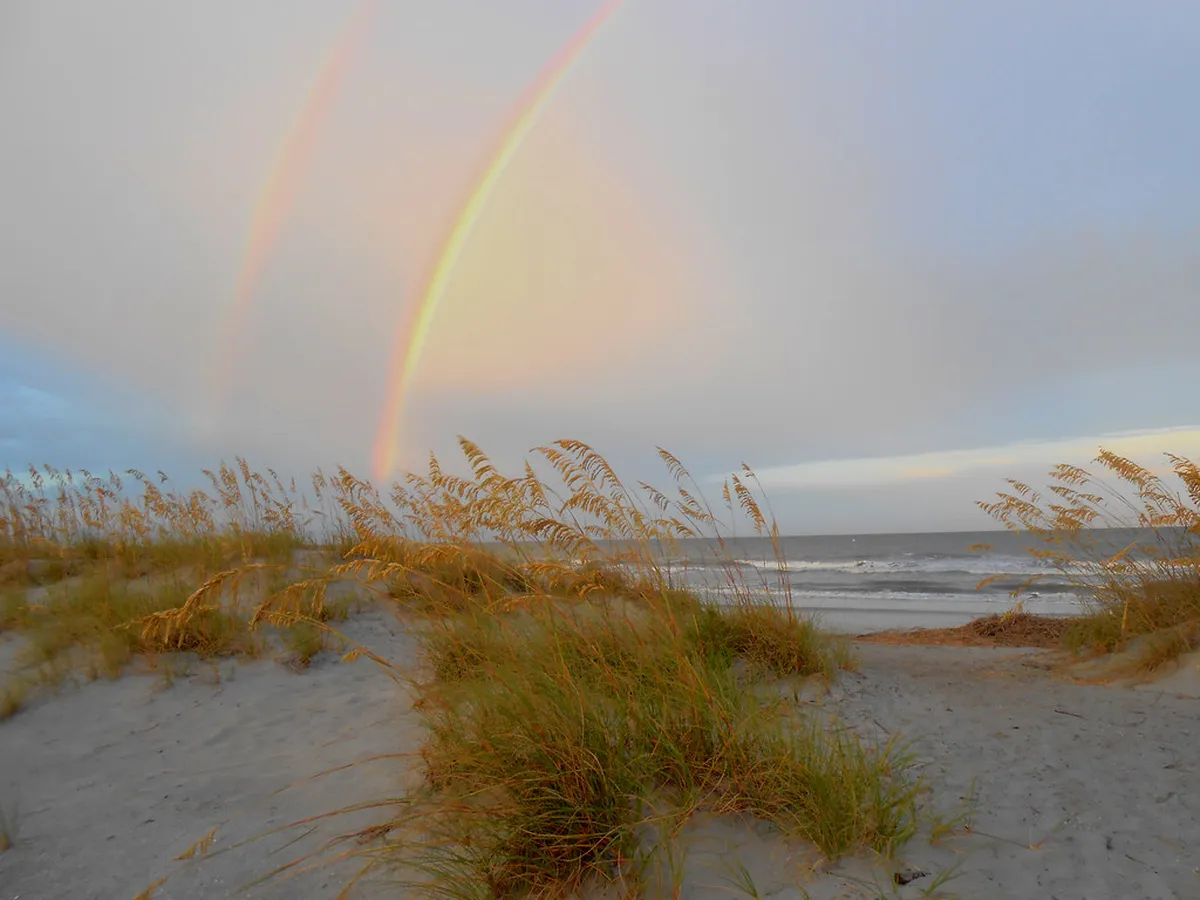 Why Hilton Head Is Such a Reliable Spot for Wild Dolphins in Hilton-Head