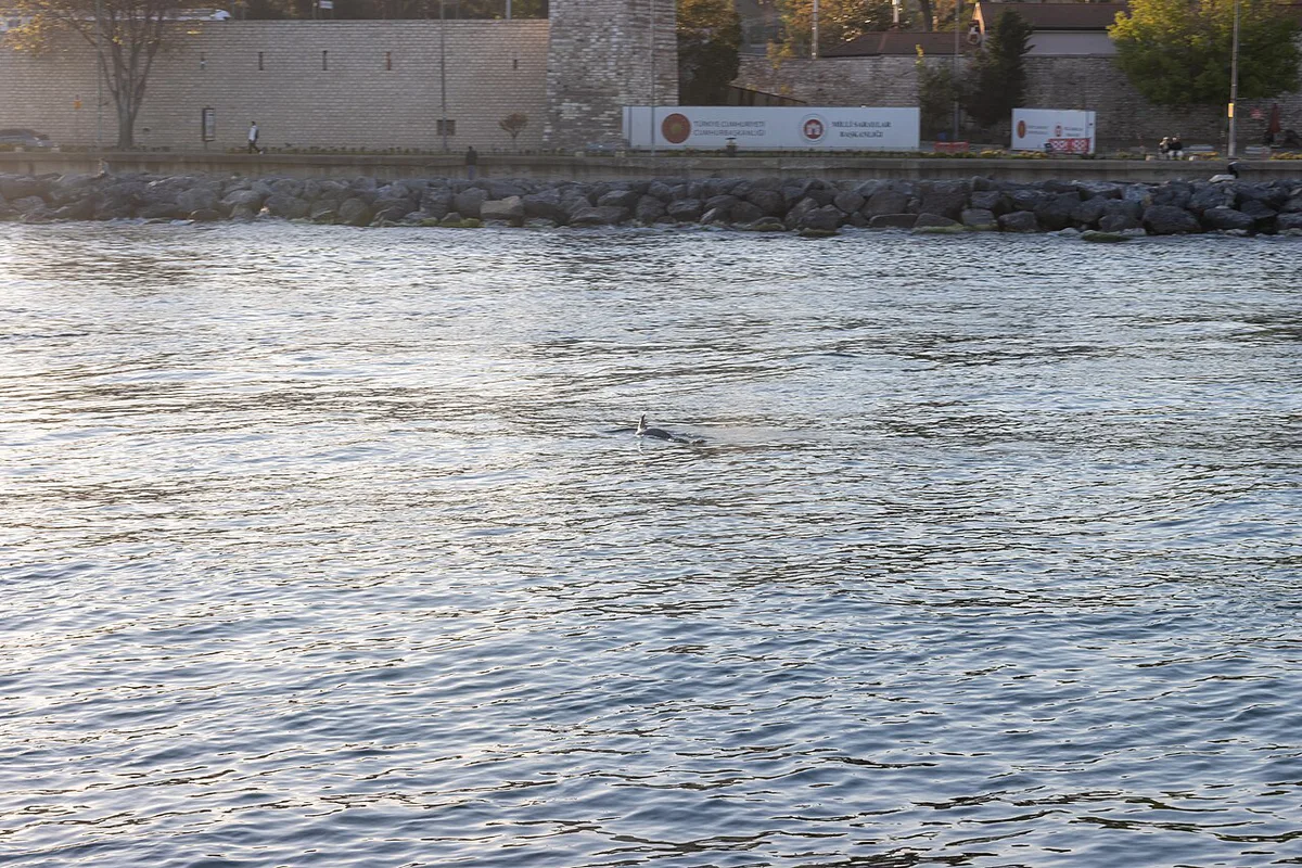 At Istanbul - Wikimedia hackathon boat tour 2025 293 — 2