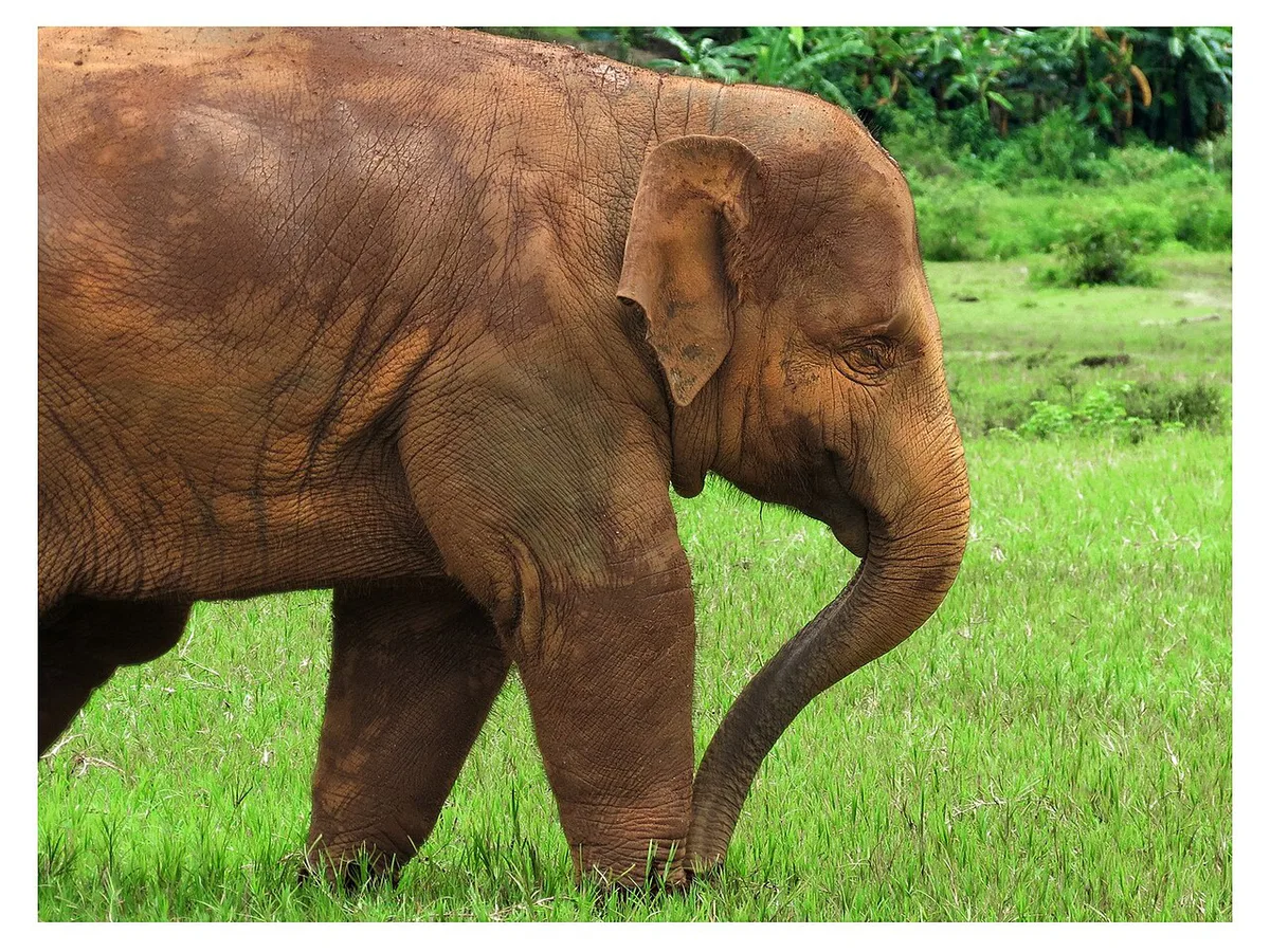 Elephant d'Asie (Elephant nature park Thaïlande) — 2