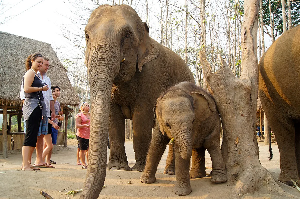 Rescued elephants grazing freely at a sanctuary in northern Thailand — 1