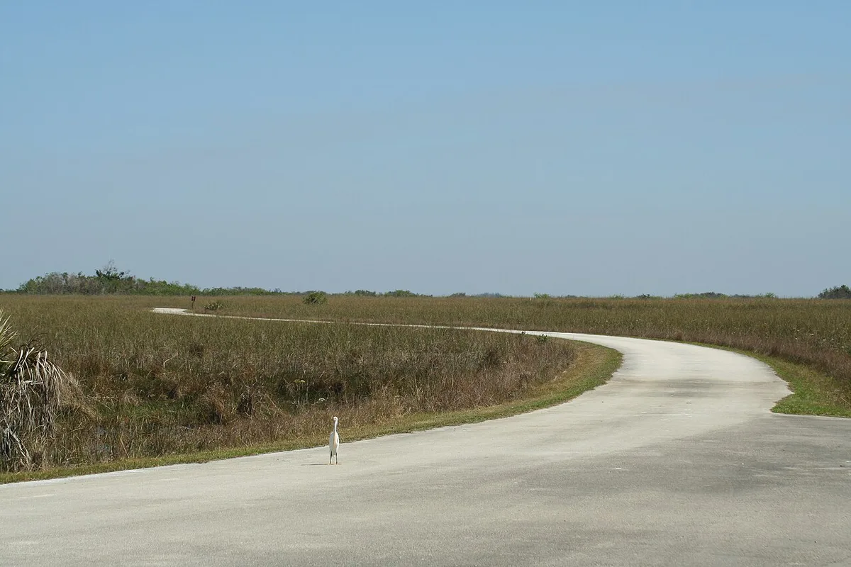 Shark Valley Tram and Bicycle Road (5) NPSPhoto (9243575772) — 1