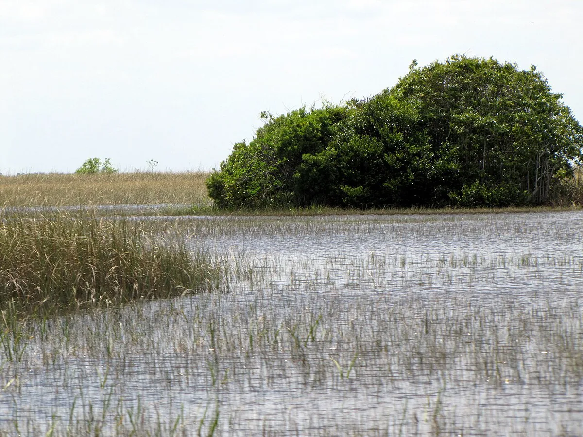 Alligator resting beside the Anhinga Trail boardwalk in Everglades National Park — 2