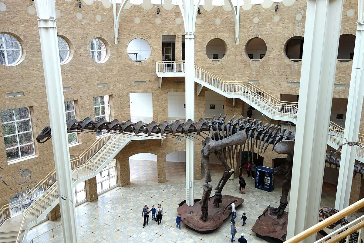 Giant dinosaur skeletons in the atrium of Fernbank Museum of Natural History — 2