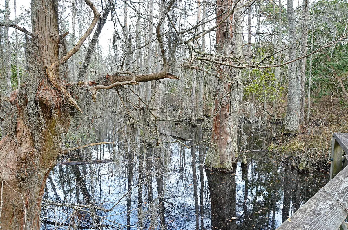 Bald cypress trees and Spanish moss over dark water in First Landing State Park — 2